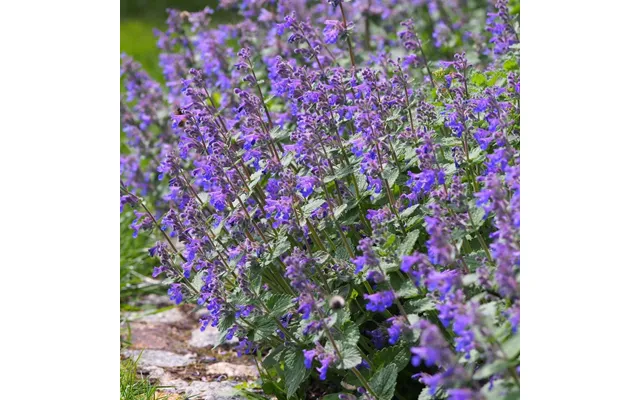 Nepeta 'walker’s Low' 9cm