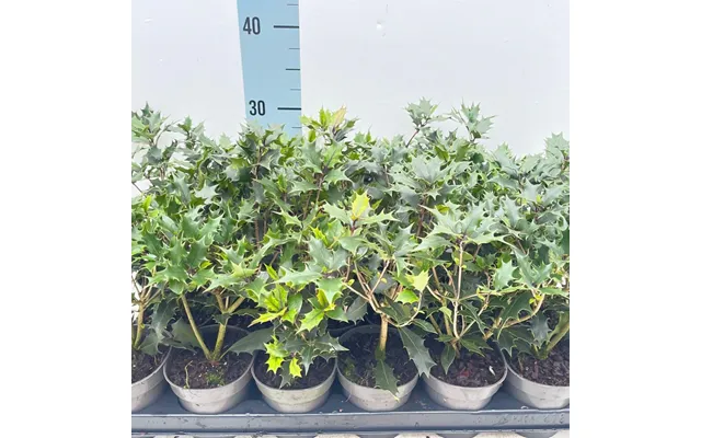 Osmanthus Heterophyllus Purpureus False Holly