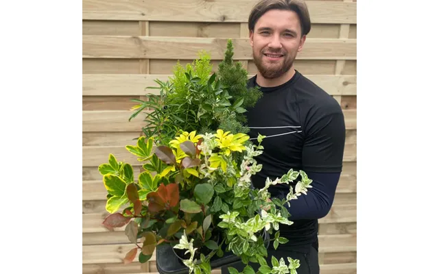 Our Selection Of 3 X Shrubs In 9cm - 11cm Growers Pots