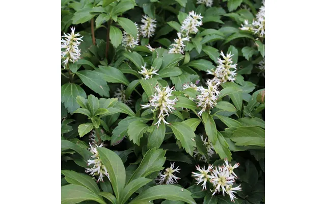 Pachysandra Terminalis 9cm Pot