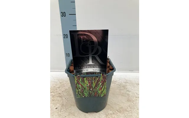 Panicum Virgatum 'sangria' 2l