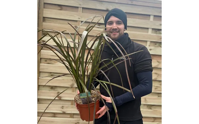 Phormium 'bronze Baby' 50-60cm 2l