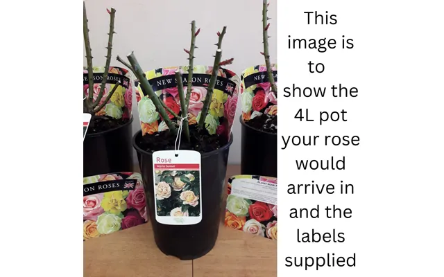 Pink Perpetue Climbing Rose 4l Potted Rose