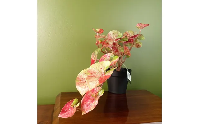 Premium Quality 35cm Artificial Trailing Hanging Plant Pink Splash Caladium - Realistic & Durable