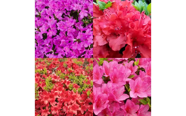 Rhododendron Surprise Colour - No Label 9cm