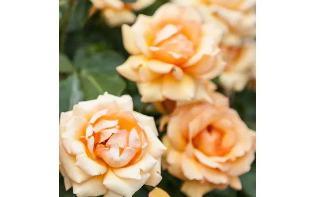Simply The Best Rose Hybrid Tea Rose 4l Potted Rose