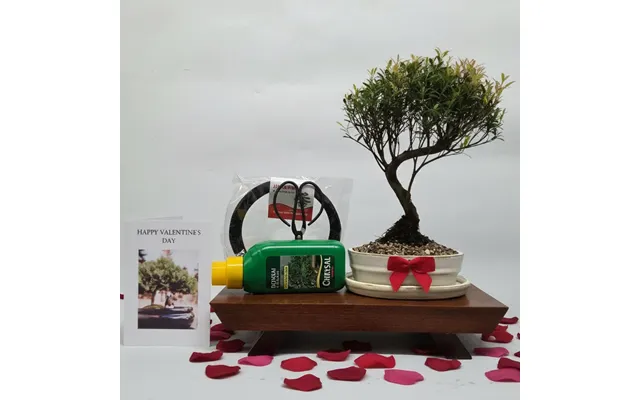 Valentine's Bonsai Starter Bundle Brush Cherry Syzygium Semi-shaped In 16cm Pot - Bc15sbvd Representative Image