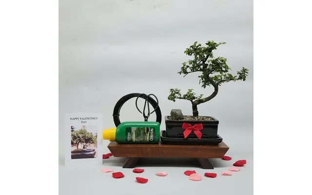 Valentine's Bonsai Starter Bundle Chinese Elm Ulmus Parvifolia Shaped - Black 16cm Pot Representative Image