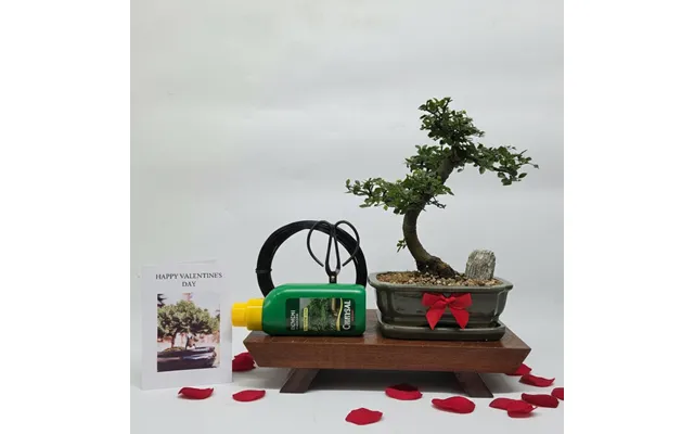 Valentine's Bonsai Starter Bundle Chinese Elm Ulmus Parvifolia Shaped - Green 18cm Pot Representative Image