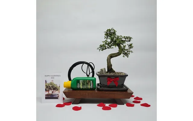 Valentine's Bonsai Starter Bundle Chinese Elm Ulmus Parvifolia Shaped - Silver 16cm Pot Representative Image