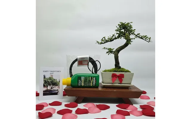 Valentine's Bonsai Starter Bundle Chinese Elm Ulmus Parvifolia Shaped - White 15cm Pot Representative Image