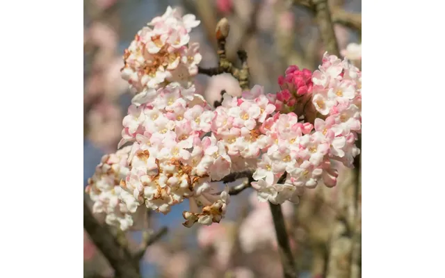 Viburnum X Bodnantense 'chales Lamont' 3l