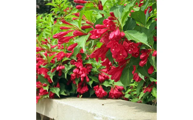 Weigela Florida - Red Prince 9cm 1l 2l