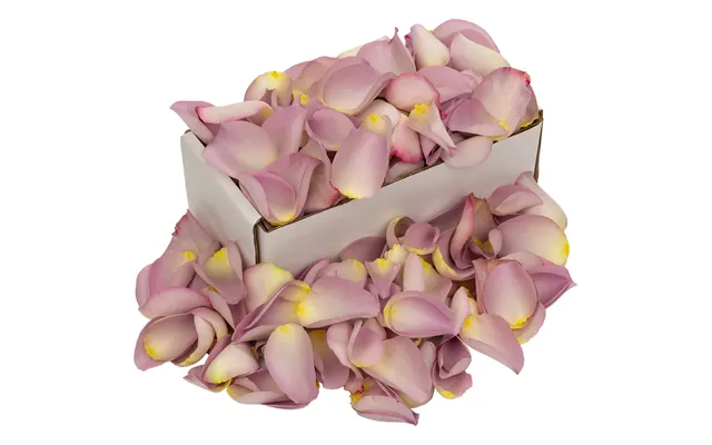 1 Box Of Lilac Rose Petals