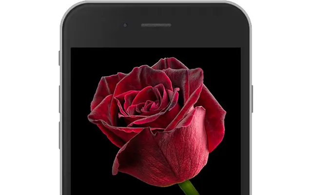 Baccara E-rose
