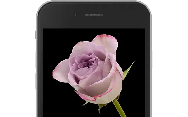 Lilac E-rose