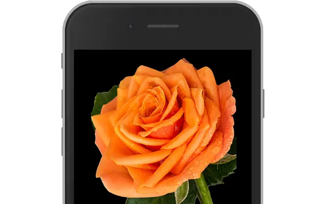 Orange E-rose