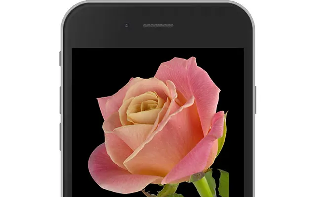 Peach E-rose