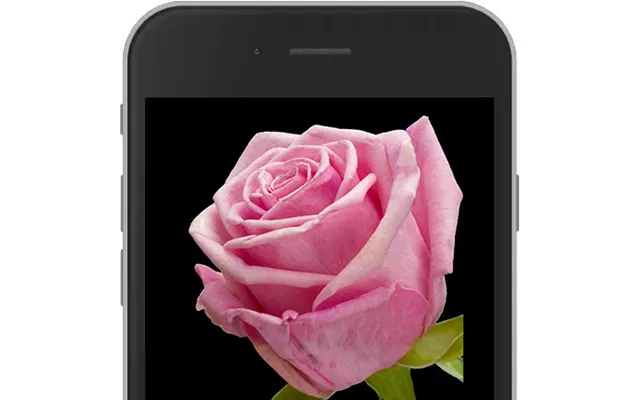 Pink E-rose
