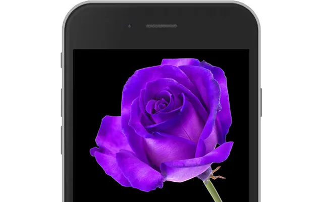 Purple E-rose