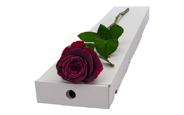 Single Letterbox Black Baccara Rose