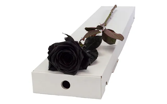 Single Letterbox Black Rose