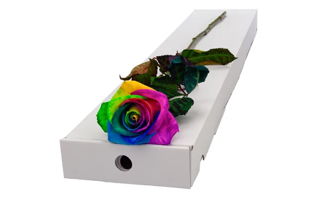 Single Letterbox Happy Rainbow Rose