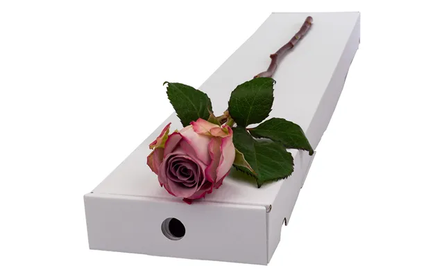 Single Letterbox Lilac Rose