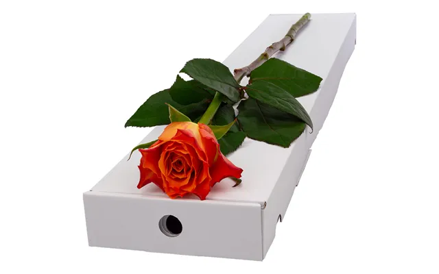 Single Letterbox Orange Rose