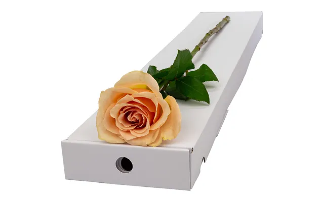 Single Letterbox Peach Rose