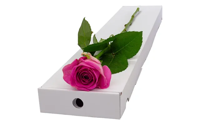 Single Letterbox Pink Rose
