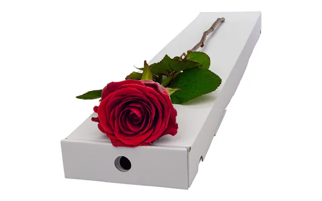 Single Letterbox Red Rose