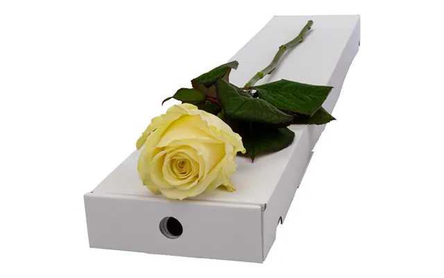 Single Letterbox White Rose