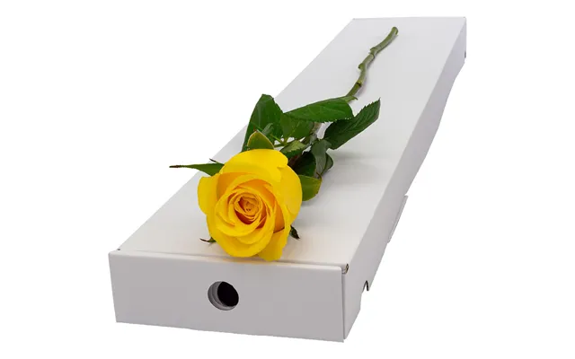 Single Letterbox Yellow Rose