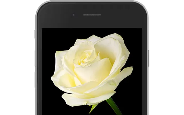 White E-rose