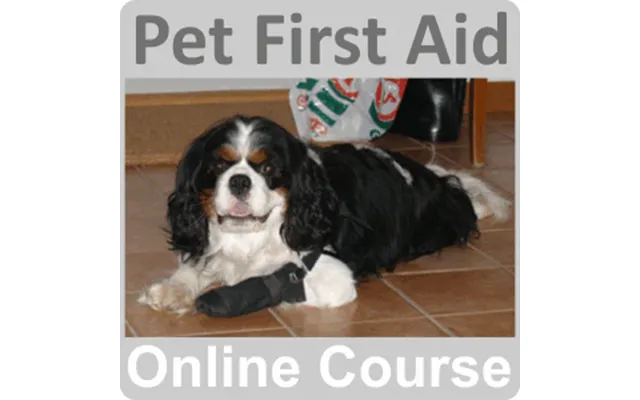 Pet First Aid Certificate Training Course