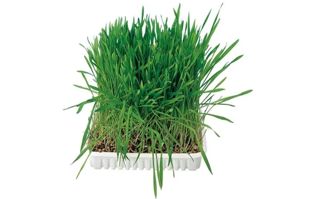 Plastic Tray With Grass Seeds 100 G
