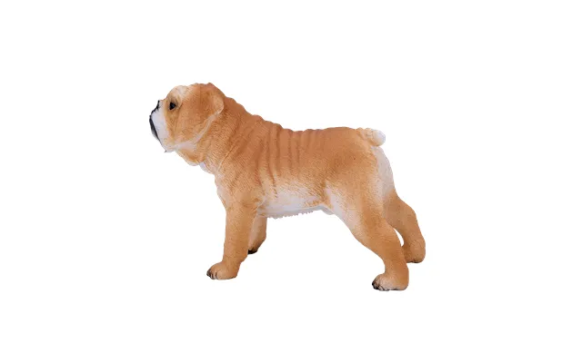 English Bulldog