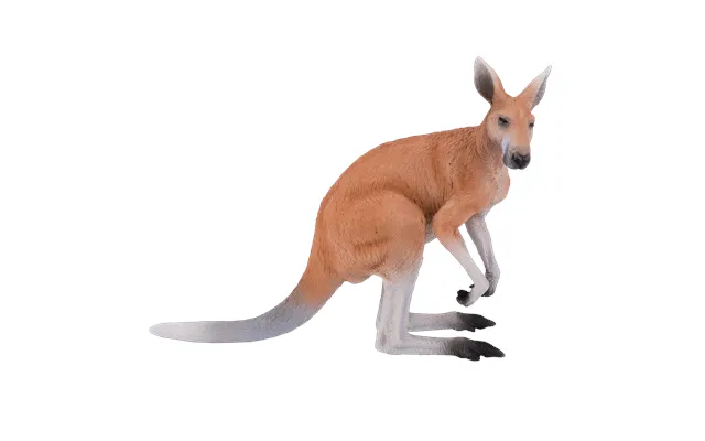 Kangaroo