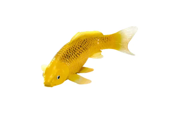 Koi Carp - Kin Matsuba