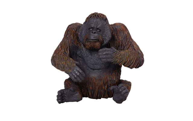 Orangutan