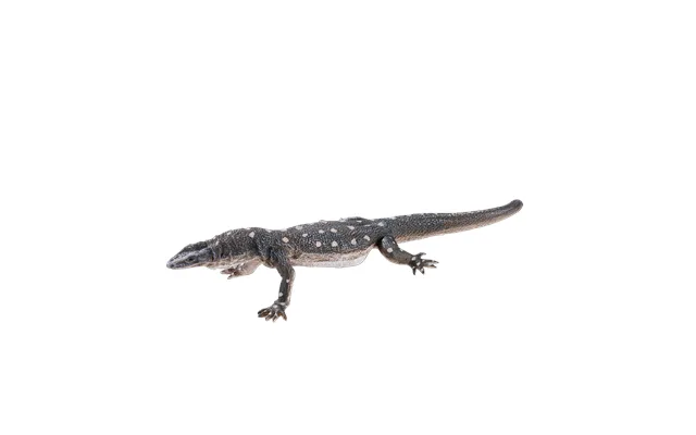 Perentile Lizard