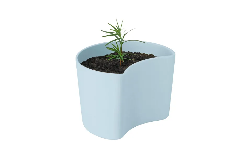 Rig-tig Your Tree Pot With Seeds Blue Pine