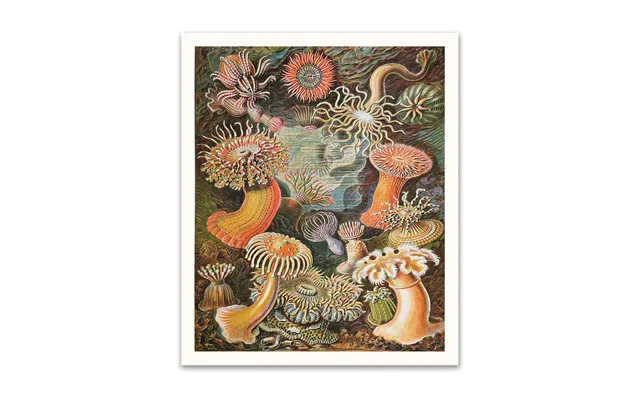 Anenomes Riso Print 12x10