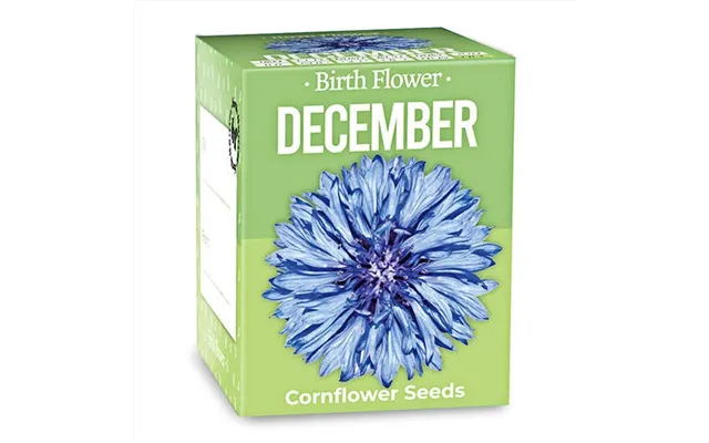 Birth Flower - December