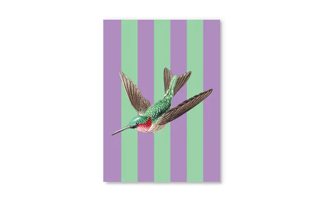 Striped Hummingbird Postcard