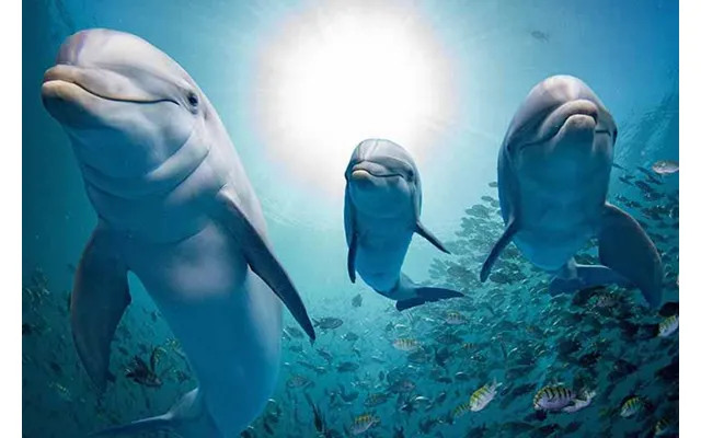 Ocean Life