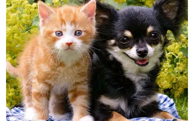 World Of Pets