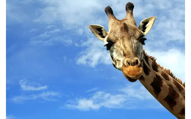 Zoo Animals