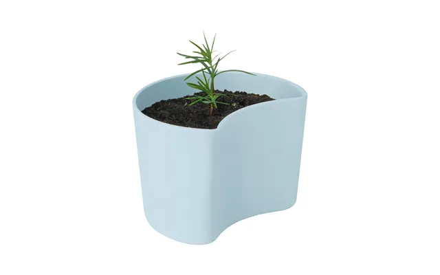 Rig-tig Your Tree Pot With Seeds Blue Pine